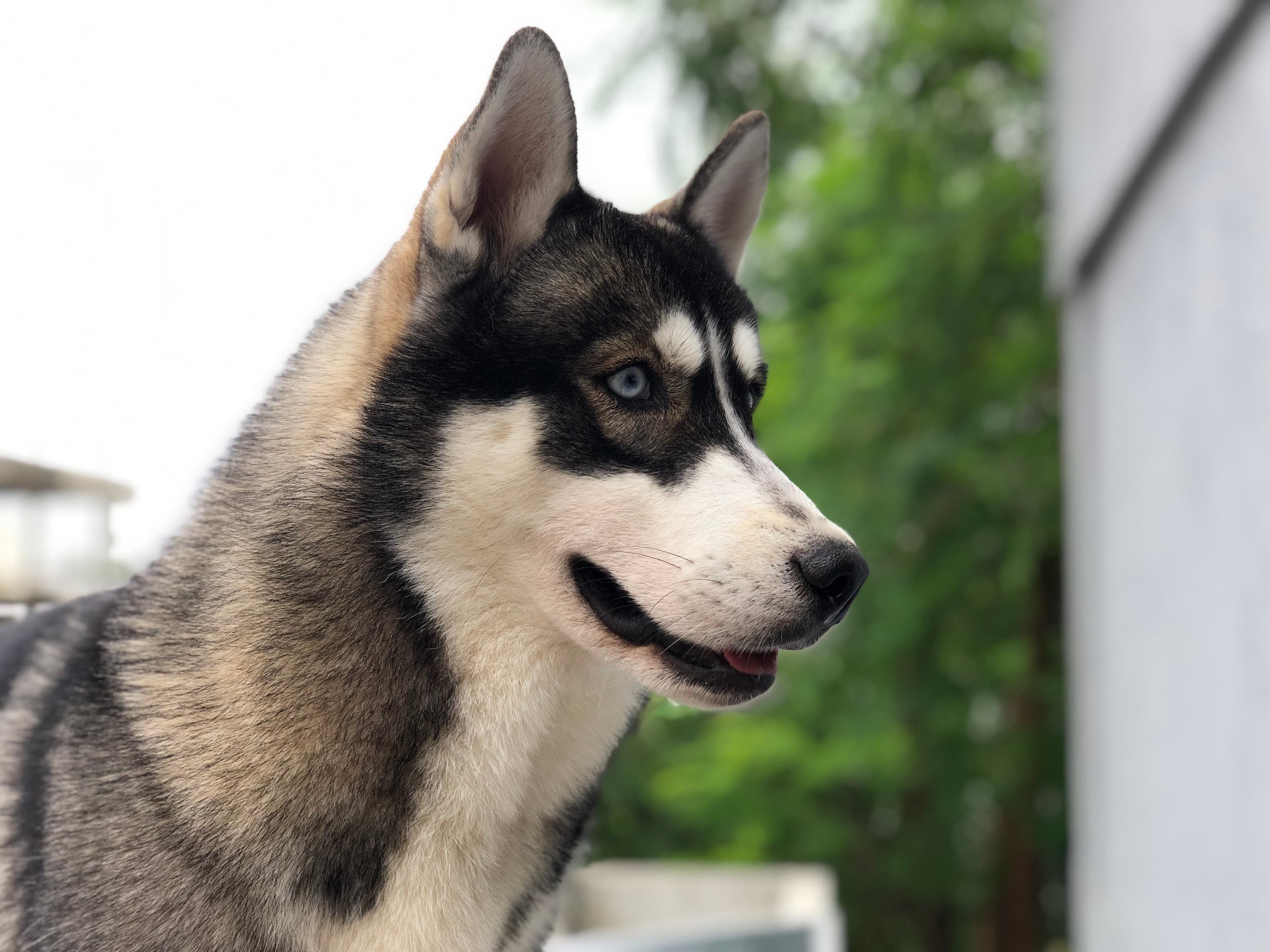 Ranveer Siberian Husky Snowy standing in snow
